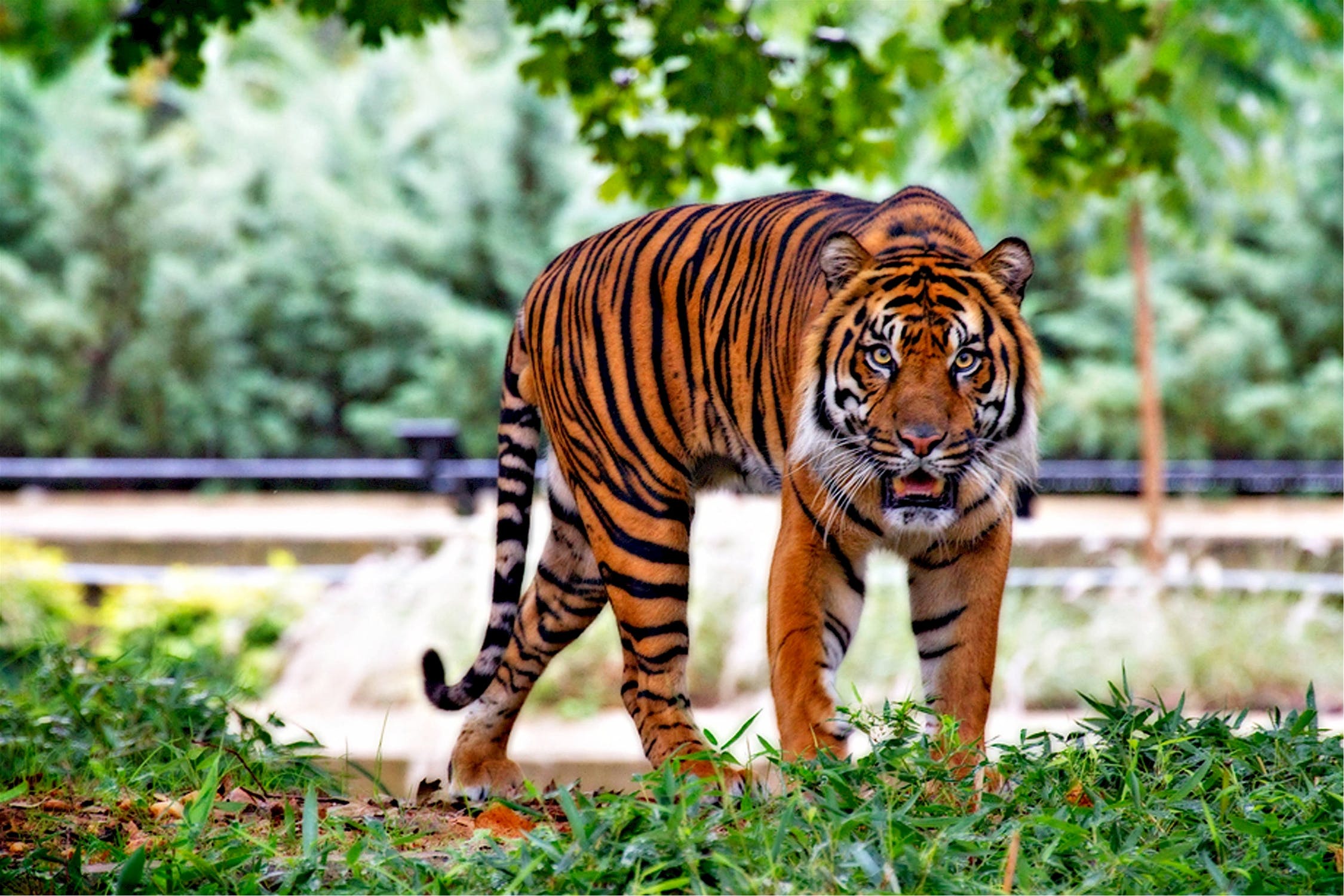 sumatran-tiger-tiger-big-cat-stripes-46251